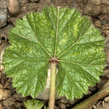 Simple leaf, palmate venation - Malva neglecta [Malvaceae]